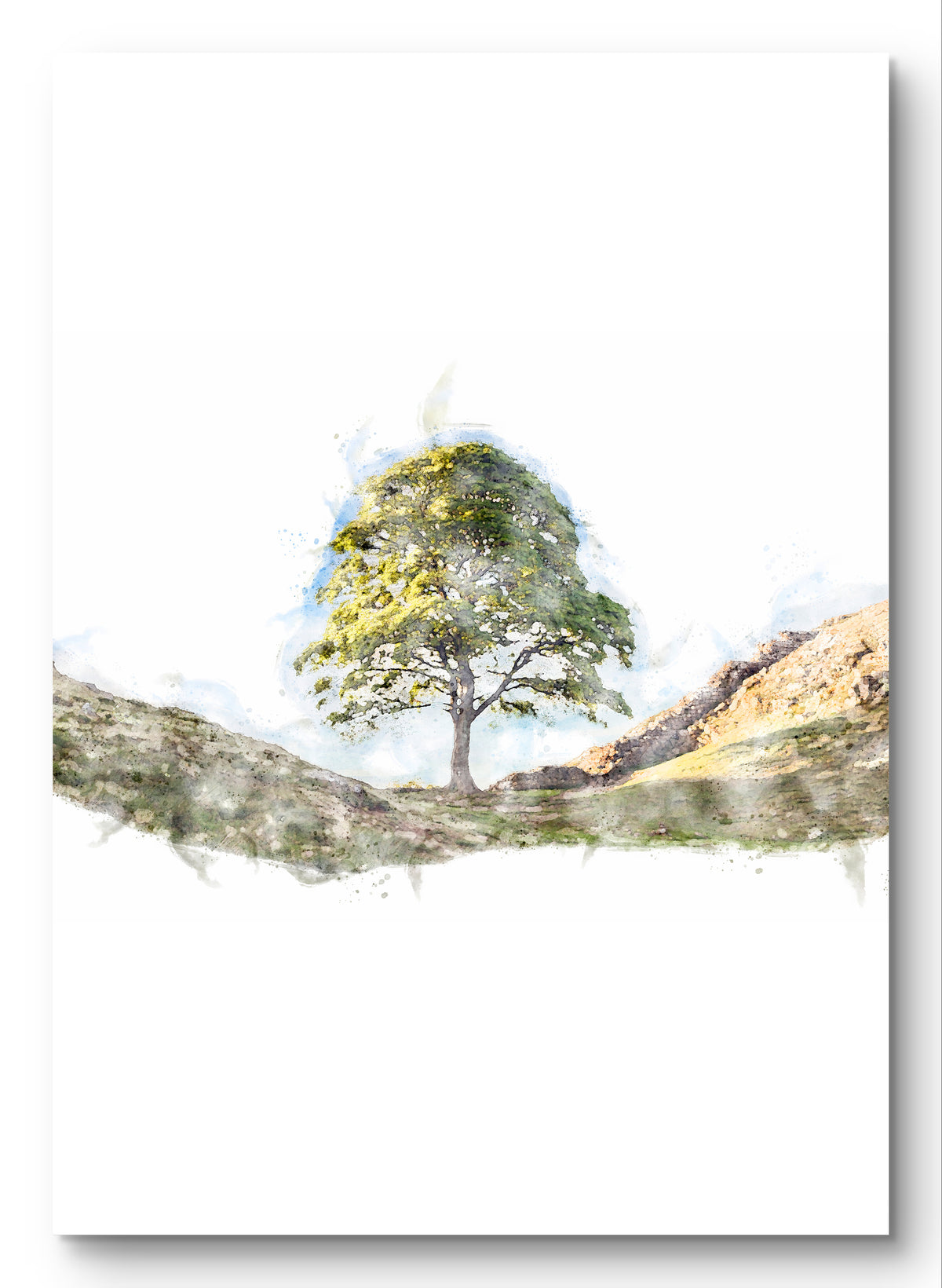 Sycamore Gap Tree, portrait digital watercolour artwork preview