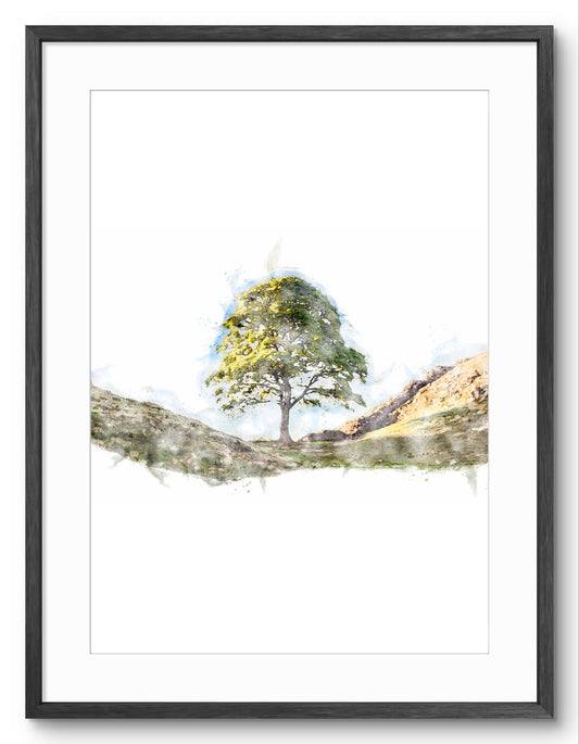 Sycamore Gap Tree, portrait digital watercolour shown in a black frame and white mount