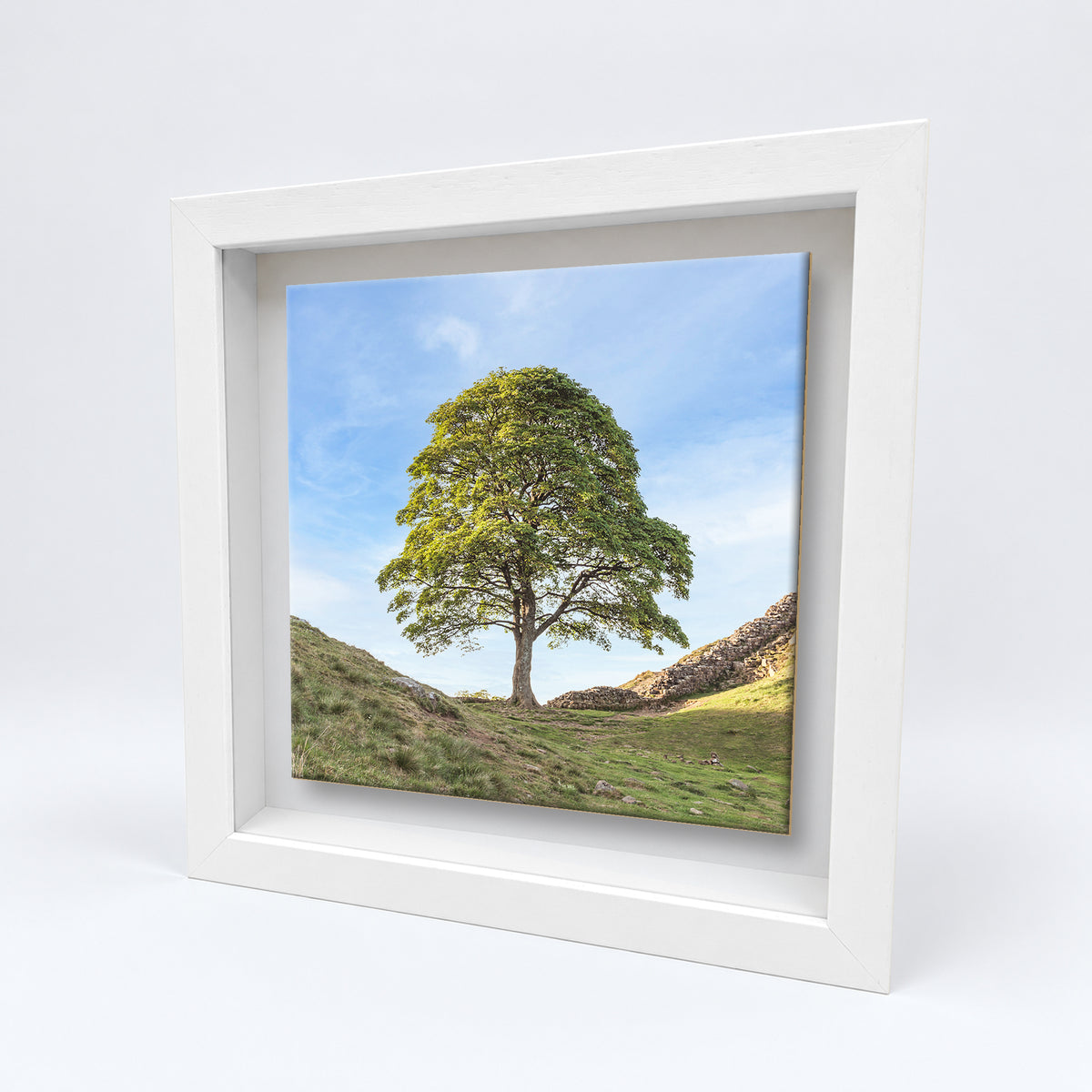 Sycamore Gap Tree ceramic tile in a white solid wood box frame, angled view