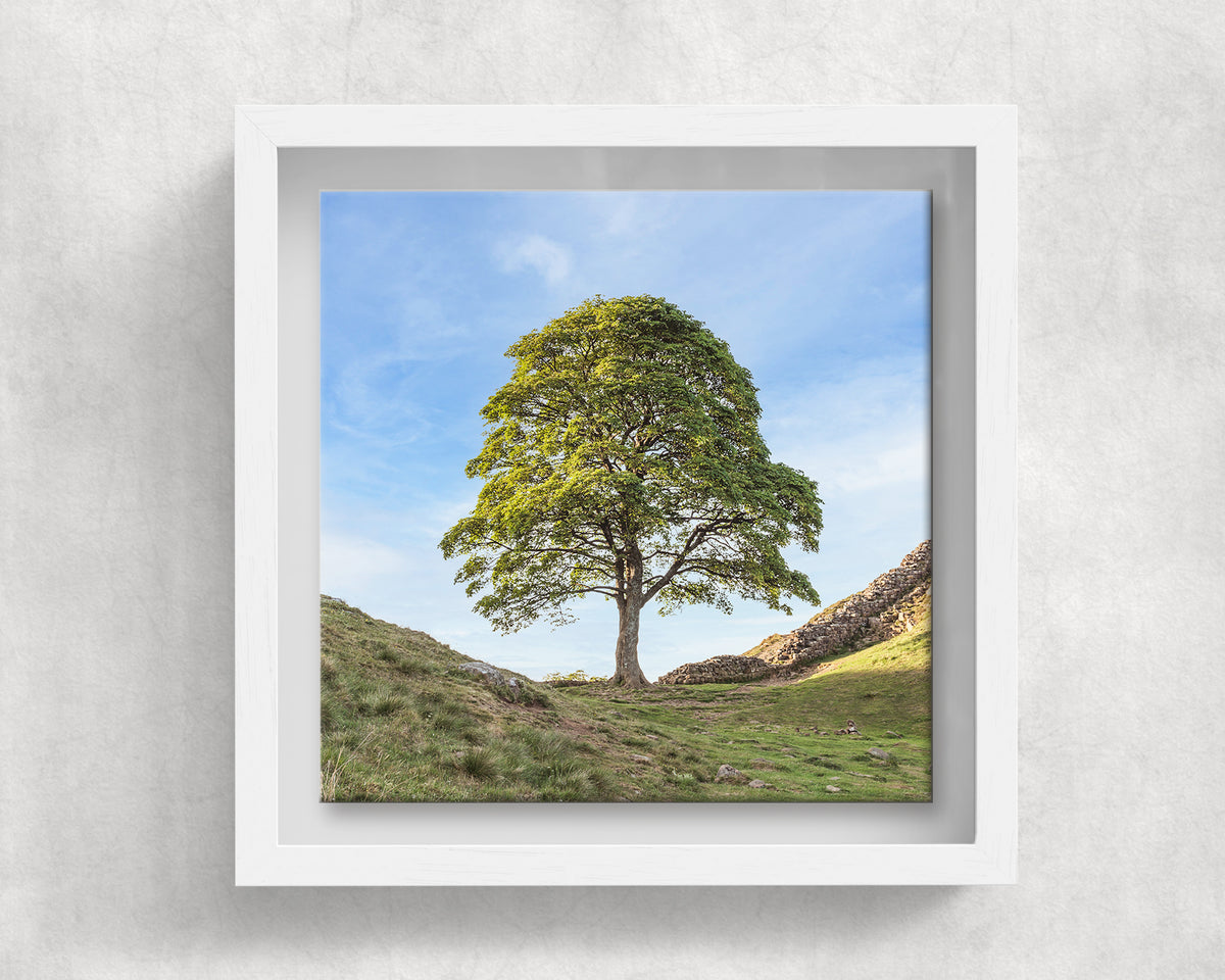 Sycamore Gap Tree ceramic tile in a white solid wood box frame, front view