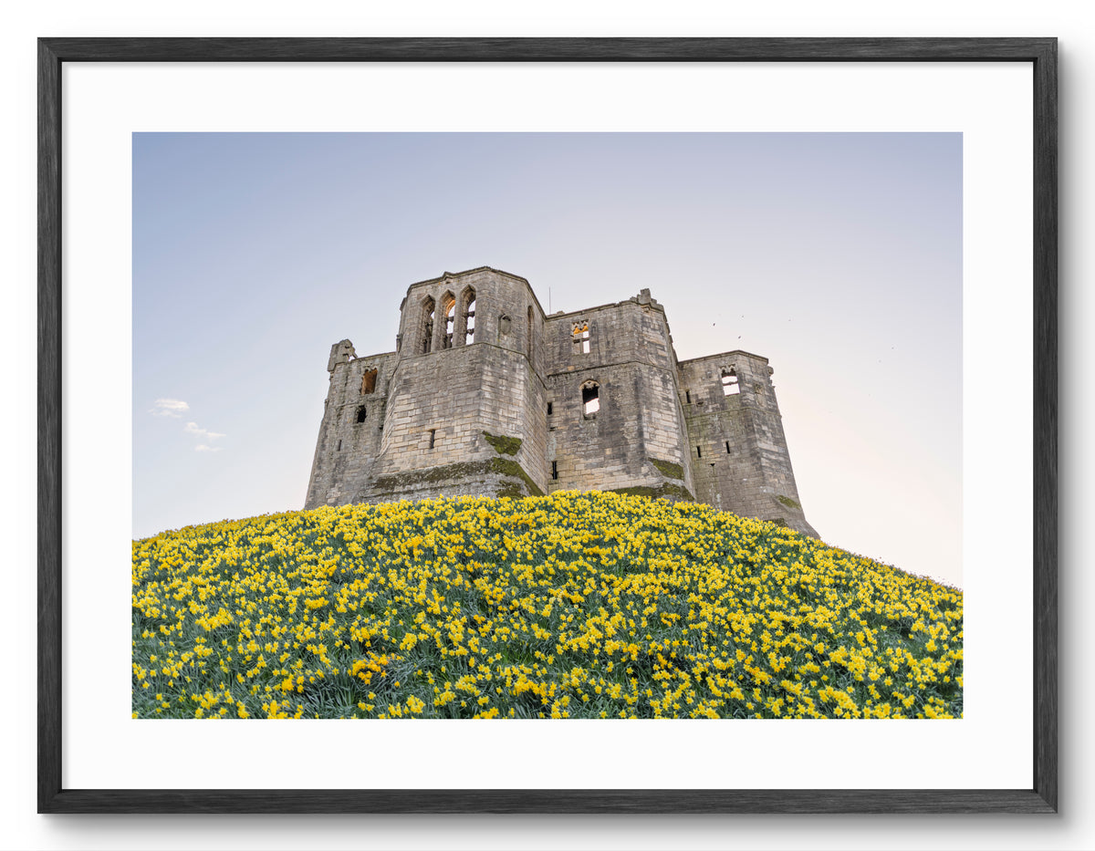 Warkworth Castle & Daffodils — black frame with white mount