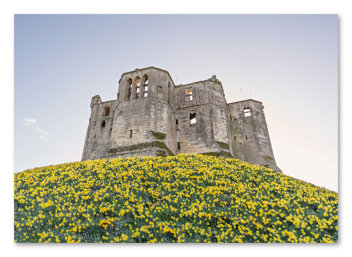Warkworth Castle & Daffodils — photograph preview