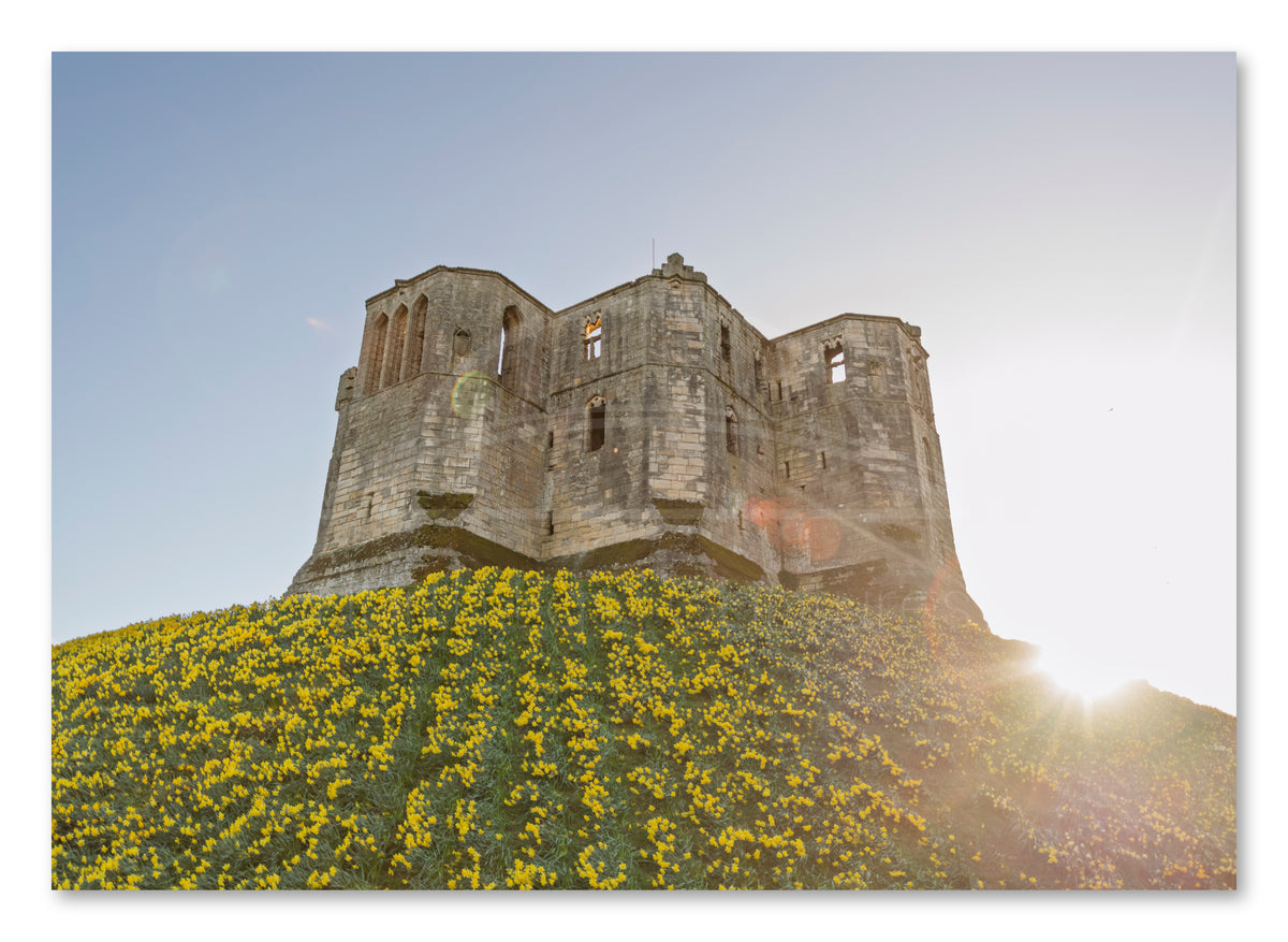 Warkworth Castle Sunset & Daffodils — photograph preview