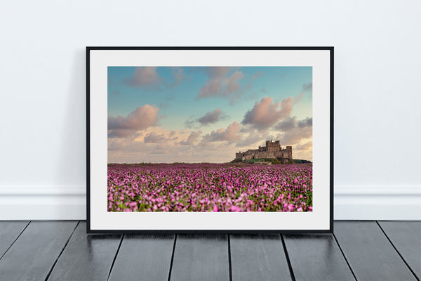 Sea of Flowers at Bamburgh Castle in Northumberland, on the North East coast of England