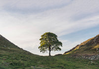 Sycamore Gap Tree on Hadrian's Wall near Crag Lough in Northumberland - North East Captures